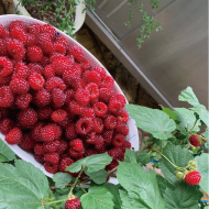 草花を愛でる家